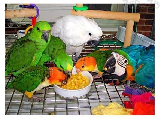 PoulaTo: Xmas and New Year Blue Fronted Amazon Talking Parrot